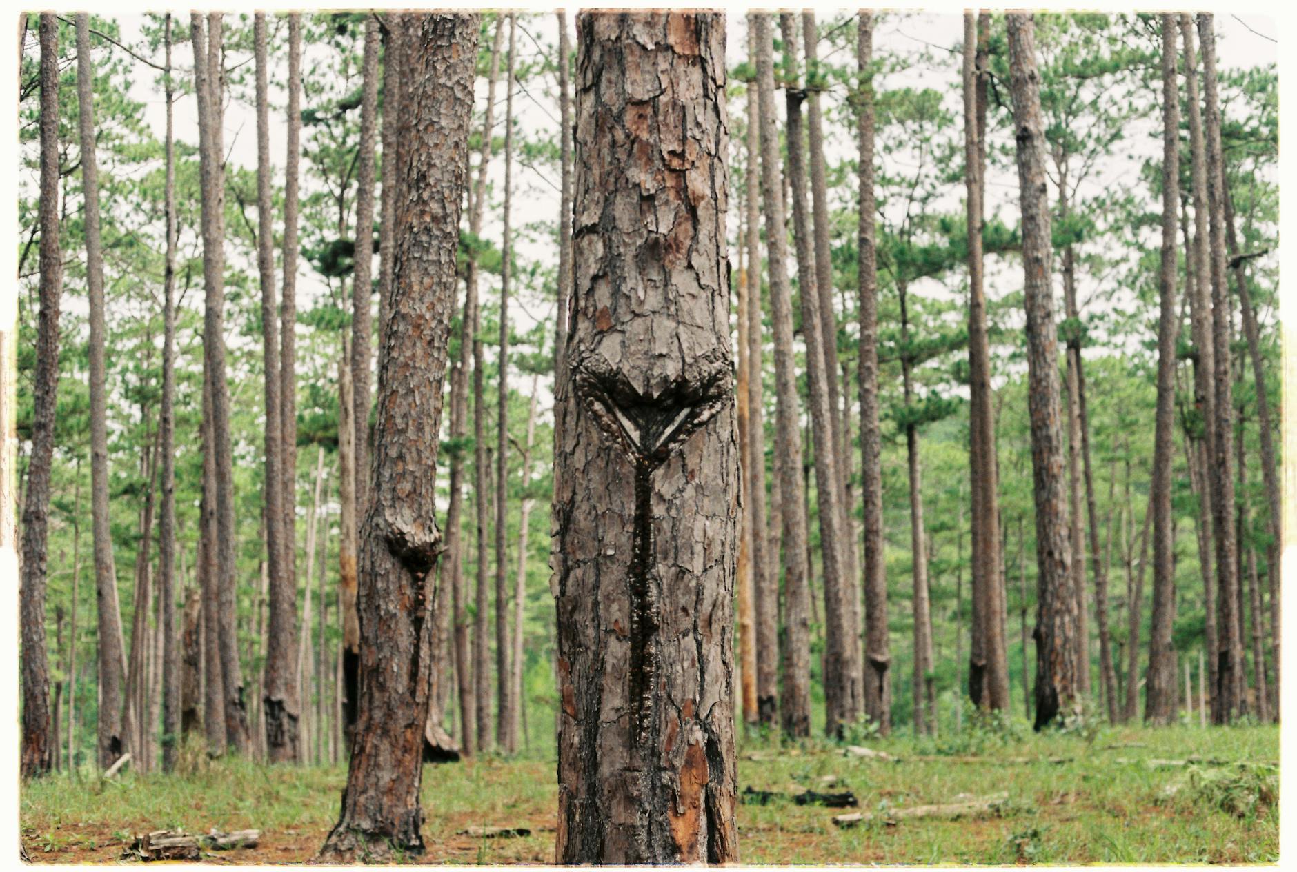 Guide pour faire connaître la coopération comme mode d’organisation d’entreprises forestières en milieu autochtone